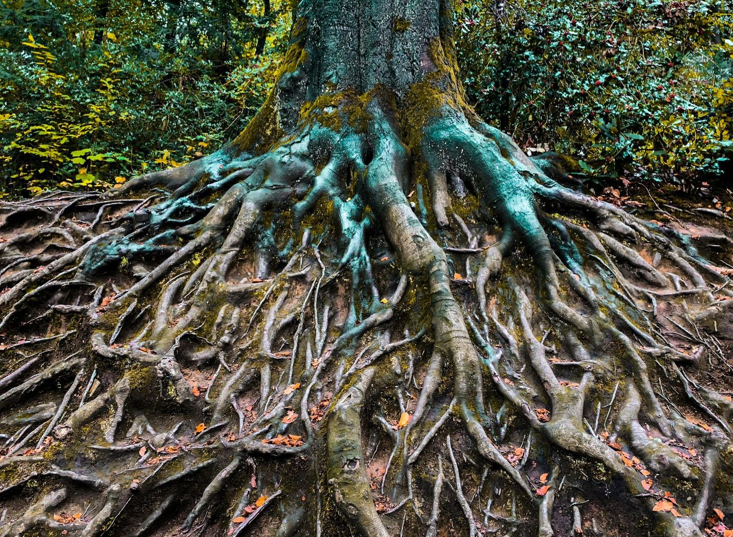 Lee más sobre el artículo Introducción a la Psicología Transpersonal